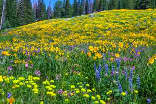 Wildflowers on Dunraven Pass-7669.jpg Wildflowers on Dunraven Pass-7669.jpg